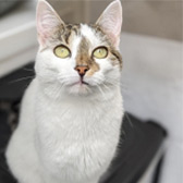 Rescue cat Annie from Wythall Animal Sanctuary, Birmingham, needs home