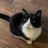 Rescue Cat Arnold, Network Cat Rescue, Paignton needs a home