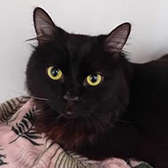 Rescue cat Darcy from Cats Protection - Stourbridge, Dudley & Wyre Forest, West Midlands, Worcestershire, needs a new home