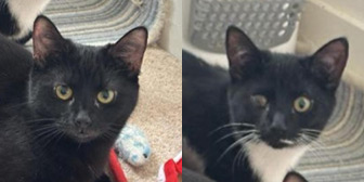 Rescue cats Dawn and Saffron from Purrs Cat Rescue, Hornchurch, Essex, need a home