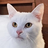 Rescue cat Elmo from Borders Pet Rescue, Earlston, Scottish Borders, needs a home
