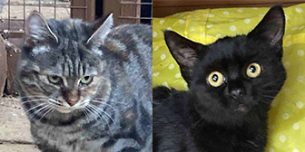 Rescue cats Nancy and Ebony, at Filey Cat Rescue, Scarborough, need a new home together