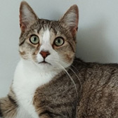 Rescue cat Ozzie from Homeless Cat Rescue, Luton, Bedfordshire, Hertfordshire, needs a home
