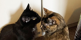 Rescue cats Rainbow and Teddy from  RSPCA - Cheshire (Altrincham), Cheshire, Lancashire, need a home 