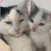 Rescue cats Rosie & Grace from Lulubells Rescue, Enfield, needs home