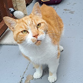 Rescue cat Simba from Borders Pet Rescue, Earlston, Scottish Borders, needs a home