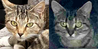 Rescue Cats Tabitha and Tinkerbell from Filey Cat Rescue, Scarborough, need a home