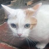 Rescue cat Timmy from A5 Grendon Cat Shelter, Atherstone, Tamworth, Warwickshire, Staffordshire, needs a home