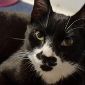 Rescue cat Tom from Cats in Need, Hinckley, Leicestershire, Warwickshire, needs a home