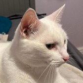 Rescue cat Albi from Precious Paws Cat Rescue York, North Yorkshire, needs a home