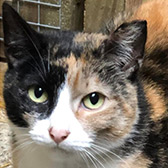 Rescue cat Callie from The Douglas Sanctuary for Cats, Kings Lynn, Norfolk, needs a home