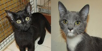 Rescue cats Eddie and Phillip from Ann & Bill's Cat & Kitten Rescue, Hornchurch, Essex, need a home