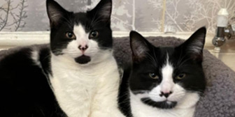  Rescue cats Maverick & Ice Man from Cat Action Trust 1977 - Leeds, needs home