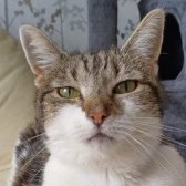 Rescue Cat Minnie, Cat Supporters South Wales, Cardiff  needs a home