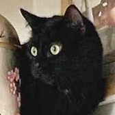 Rescue cat Molly from Cat Supporters South Wales, Cardiff, Southern Wales, needs a home