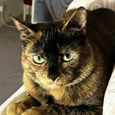 Rescue cat Pumpkin from Precious Paws Cat Rescue York, North Yorkshire, needs a home