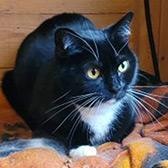 Rescue cat Raven from Little Cottage Rescue, Luton, Hertfordshire, Buckinghamshire and Bedfordshire, needs a home
