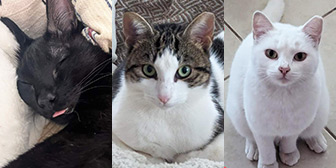 Rescue cats Winnie, Frederick and Freya from Orpington Cat Rescue, West Kent and East London, need a home