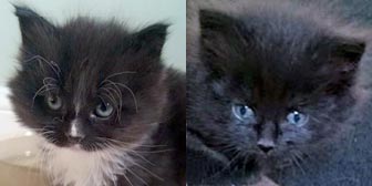 Rescued kittens Jess and Fluffy from Whinnybank Cat Sanctuary, Newburgh, Fife, homed through Cat Chat