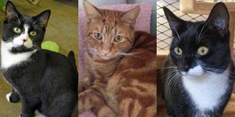 Three rescue cats from National Animal Welfare Trust, Thurrock, Essex, homed through Cat Chat