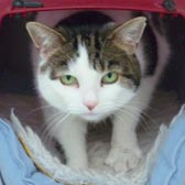 Rescue cat Nellie from Thanet Cat Club, Kent, homed through Cat Chat