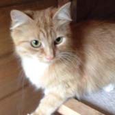 ginger cat adopted from Burton Joyce Cat Welfare Notts