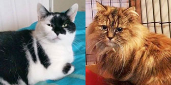 Pair of cats homed from Rugeley Cats Society