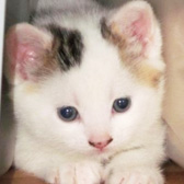 Kitten Homed from Eight Lives Cat Rescue, Sheffield