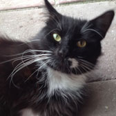 Black and white rescue cat Fred, homed through Cat Chat from Burton Joyce cat Welfare