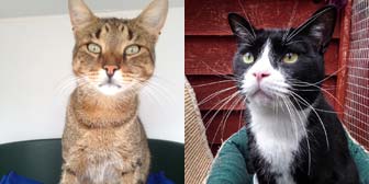 pair of cats adopted from City Cat Shelter, Brighton