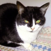 Black and white cat homed Durham