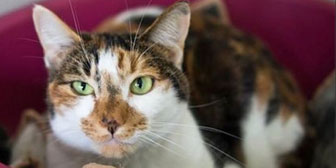 Tortie rescue cat Puffle, homed through Cat Chat from the Scratching Post, Waltham Abbey