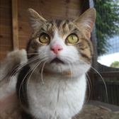 Tabby and White Cat adopted from Rugeley Cats Society