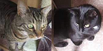 Pair of Cats homed from Little Cottage Rescue, Luton