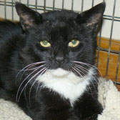 Sidney, black cat homed from Bromley & District Cat Rescue