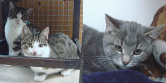 Tabby kittens from Marjorie Nash Cat Rescue, Amersham, homed through Cat Chat
