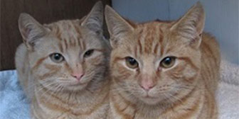 Clyde & Mac from Ann & Bill’s Cat Rescue, homed through Cat Chat