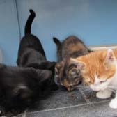 Rescue cats The Fab Four from Ann & Bill's Cat & Kitten Rescue, Hornchurch, homed through Cat Chat