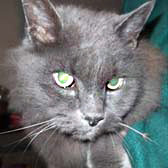 Gizmo from Whinnybank Cat Sanctuary, Newburgh, homed through Cat Chat