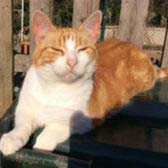 Rescue cat Oliver from Knight Cat & Kitten Rescue, Doncaster, homed through Cat Chat