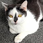 Rescue cat Taboo from Cat Action Trust 1977, West Yorkshire, homed through Cat Chat