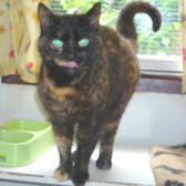 Rescue cat Tammy from Marjorie Nash Cat Rescue, Amersham Buckinghamshire, homed through Cat Chat