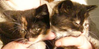 Rescue cats Anna & Elsa from Kathy's Cat Rescue, Merseyside, homed through Cat Chat