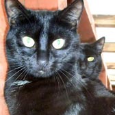 Rescue cats Bill & Jet, from Kirkby Cats Home, Nottingham, homed through Cat Chat