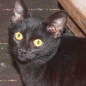 Rescue cat Ellie, from Burton Joyce Cat Welfare, Nottingham, homed through Cat Chat