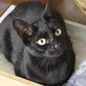 Rescued cat Rocky, from BB's Cat Rescue, Chelmsford, Essex, homed through Cat Chat