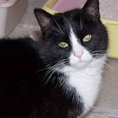 black and white cat homed nottingham, kirkby cats home