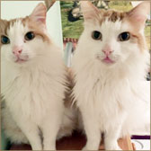 pair of cats homed Doncaster
