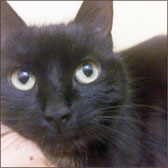 Black cat homed Doncaster