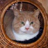 Rescue cat Paddington from Little Cottage Rescue, Luton, homed through Cat Chat